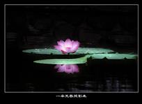 《一朵芙蓉照影来》