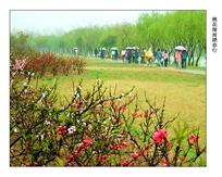 《桃花细雨踏春行》