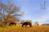 《塞罕坝秋牧图》