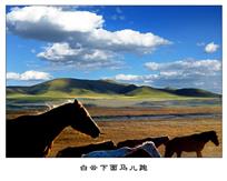 《白云下面马儿跑》