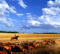 《塞罕坝牧马图》