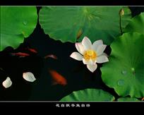 《花自飘零鱼自游》