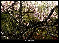 《桃花春雨细如丝》