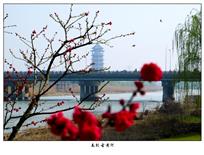 《春到古黄河》