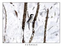 《冬雪黄山雀之灵》