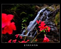 《春涧欢歌杜鹃红》