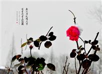 《犹有花枝俏》