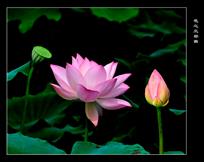 《花之三部曲》