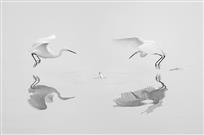 《双鹭戏“珠”》