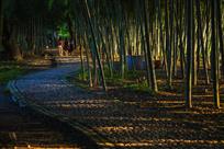 竹林小道