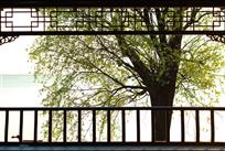 《春临洪泽湖》