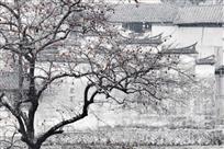 《柿满山乡》