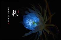 艳