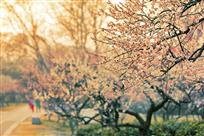 《风递幽香出》