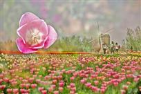 《一花引来万花开》