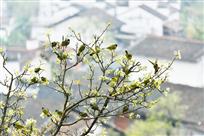 石城之春