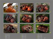 柿语－我的后半身