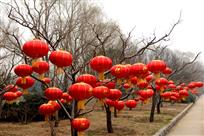 迎春