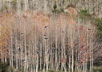 《秋林喜鹊飞》