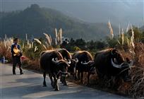 《我跟爷爷去放牛》