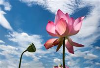 《夏日荷花别样红》