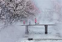 《杏花盛开的村庄》