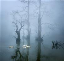 《春江水暖鸭先知》