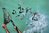 《洁水鱼类放流》