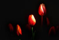 《雨后郁金香》