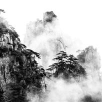 黄山松