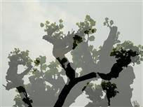 春芽
