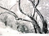 傲雪图
