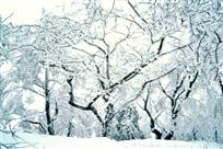 山林雪舞