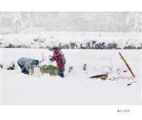 满天飞雪中