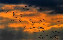 《伴着夕阳归》