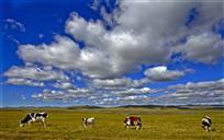 呼伦贝尔大草原