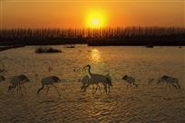 仙鹤夕阳图