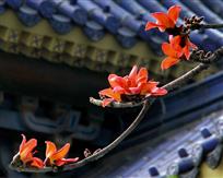 红棉花开映华堂