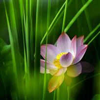 梦幻芙蓉