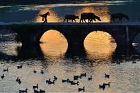 夕照鹅泉牧归人