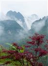 红叶醉青山