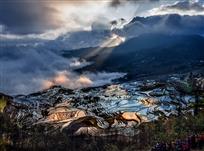 神光辉映多依树