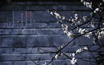 墙角李花
