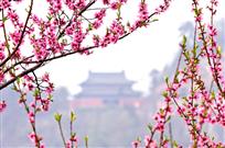 春到武当