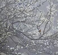 梨花春雾