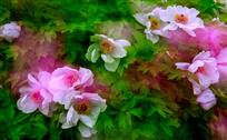 《花香溢彩》