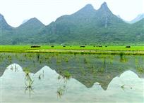 《牧牛山水间》