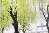 春到柳树湾