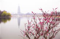 柳暗花明又一春