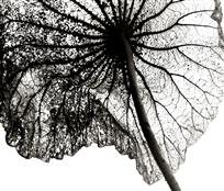 花魂